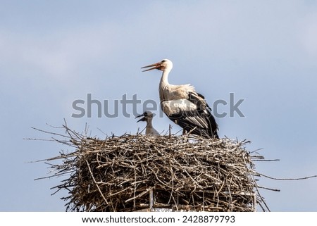 White Stork, Ciconia ciconia with small babies on the nest in Oettingen, Swabia, Bavaria, Germany in Europe. Ciconia ciconia is a bird in the stork family Ciconiidae.Its plumage is mainly white Royalty-Free Stock Photo #2428879793
