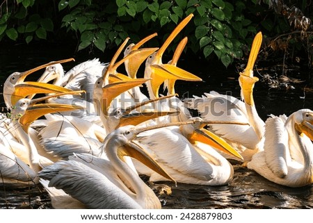 The Great White Pelican, Pelecanus onocrotalus also known as the rosy pelican is a bird in the pelican family. Royalty-Free Stock Photo #2428879803