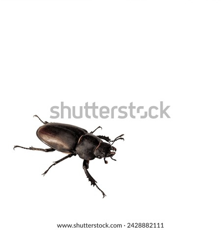 Female stag beetle on a white isolated background