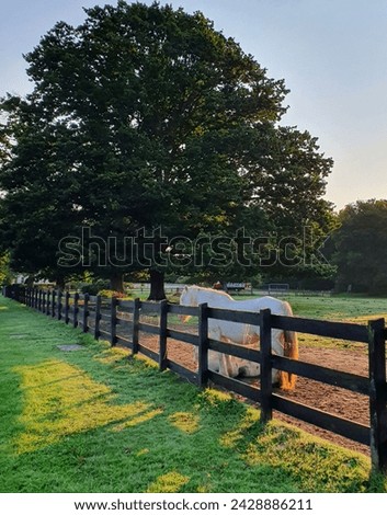 Horses in a field. Early morning sun producing beautiful rich colours, highlighting horse's tail and patches of ground. Picture taken 14th September 2020. Botley, Southampton, UK. 