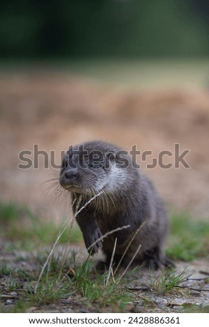 Close-up portrait of a river otter in its natural environment. It is also known as the European or Eurasian river otter, common otter, and Old World otter. Native to Eurasia. Lutra lutra.
