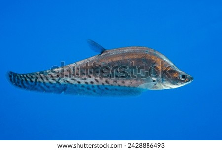 Beautiful looking Royal Clown Knifefish (also as Ghost Knifefish, Indochina Featherback and spotted knife fish) with shiny metallic scales. A rare yet highly sought-after aquarium fish. Royalty-Free Stock Photo #2428886493