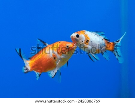 family of Shubunkin goldfish (also Speckled or Harlequin goldfish, Carassius auratus)floating in aquarium. These breed of long-bodied, fancy goldfish are popular for distinctive calico coloration. Royalty-Free Stock Photo #2428886769