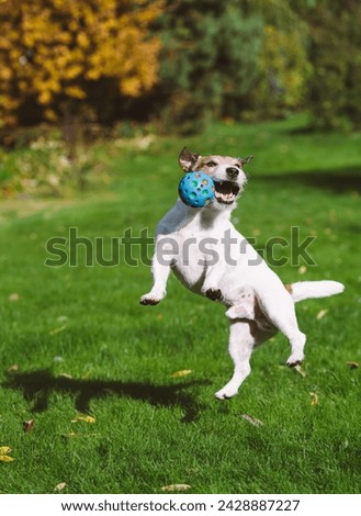 Funny active dog playing on lawn, jumping to catch colorful squeaky chew ball toy Royalty-Free Stock Photo #2428887227