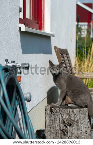 Russian Blue Cat at home on the Terrace