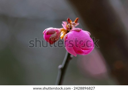 FLower of Japanese apricot blooming in New York City Bontanical Garden Royalty-Free Stock Photo #2428896827