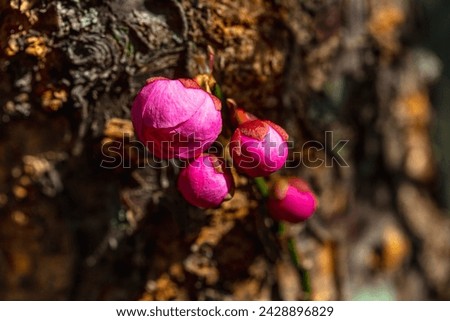 FLower of Japanese apricot blooming in New York City Bontanical Garden Royalty-Free Stock Photo #2428896829