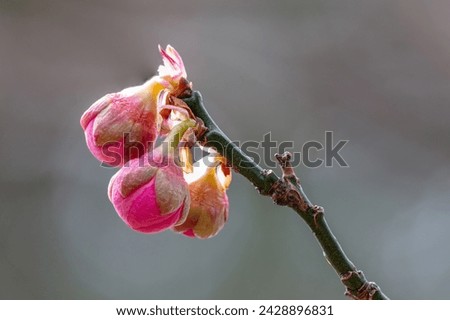 FLower of Japanese apricot blooming in New York City Bontanical Garden Royalty-Free Stock Photo #2428896831