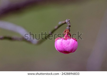FLower of Japanese apricot blooming in New York City Bontanical Garden Royalty-Free Stock Photo #2428896833