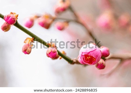 FLower of Japanese apricot blooming in New York City Bontanical Garden Royalty-Free Stock Photo #2428896835