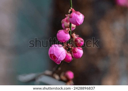 FLower of Japanese apricot blooming in New York City Bontanical Garden Royalty-Free Stock Photo #2428896837
