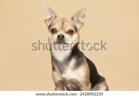 Handsome young Chihuahua on a plain beige background looking into the camera