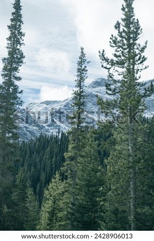 huge spruce trees in Banff National Park, Canada. High quality photo
