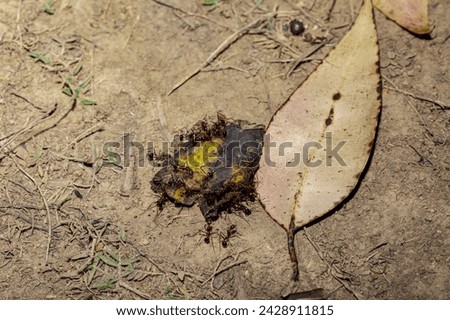 Carpenter ants (Camponotus gibber) large endemic ant indigenous to many forested parts of world. Species endemic to Madagascar. large endemic Madagascar ants eat banana peels Royalty-Free Stock Photo #2428911815