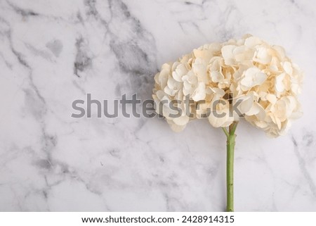 Beautiful hydrangea flower on white marble background, top view. Space for text