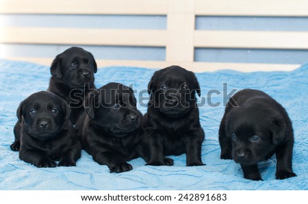 little black Labradors in bed