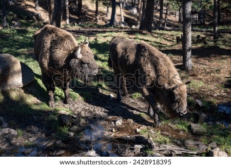Pair of Bison in the forest in the parc animalier des Angles in Capcir