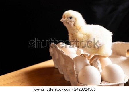 A broiler chicken and an egg tray on a wooden background.Breeding of domestic animals,agriculture.