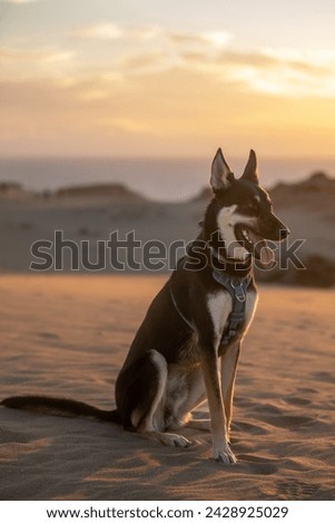 This is a picture of a dog in the Tamlalin desert in Morocco. 