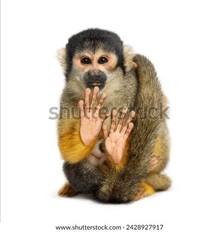 front view of mother and baby Black-capped squirrel monkey on its back, Saimiri boliviensis Royalty-Free Stock Photo #2428927917