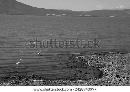 two white herons standing on the shore and a lake, in the background there are mountains