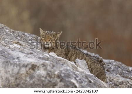 Wild cat in the mountains hiding between rocks and looking at the camera