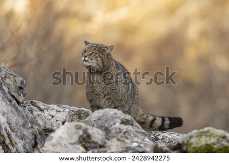 Wild cat in the mountains sniffing the environment