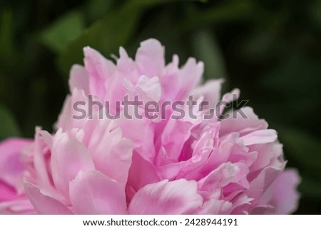 Pink peony flower in a summer garden. Ornamental summer plants. 