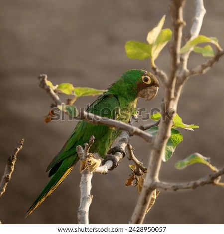 Profile picture of a green parrot with a red spot in a sunset