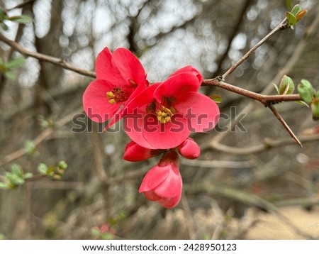 Flower Quince.  Flowering Quince
Chaenomeles speciosa.