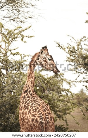 Giraffe eating leaves off a tree in the bush safari
