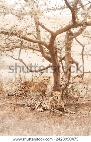 Two cheetahs standing under the dry tree