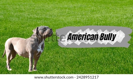 American bully dog on a grass land