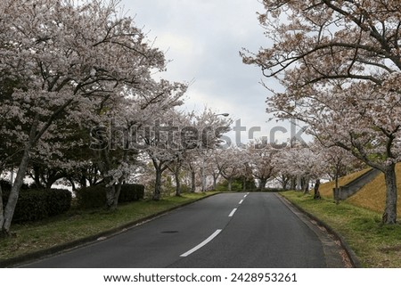 Street with cherry trees in full bloom.