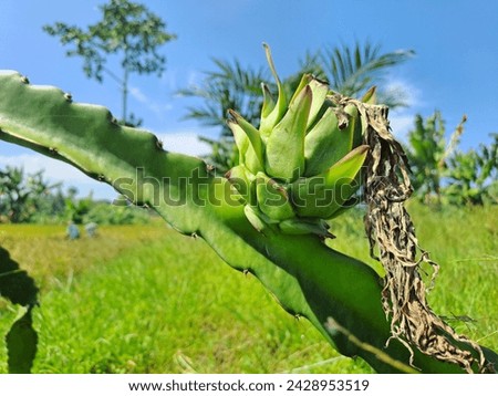 Young dragon fruit on a dragon fruit tree, harvested on farmland in exotic tropical country of Asia, on a sunny summer day