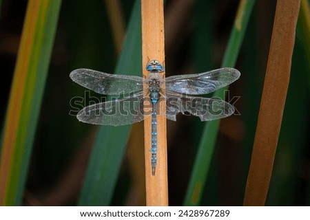 Closeup of a blue and black dragonfly on a leaf
