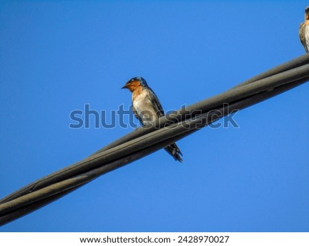 swallows are sunbathing on the wires