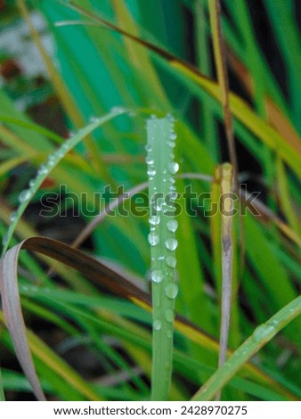 dew water that wets the lemongrass leaves