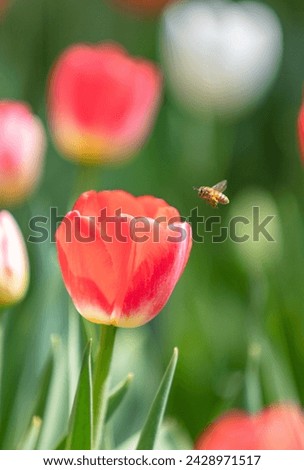 Bees and tulips in spring garden