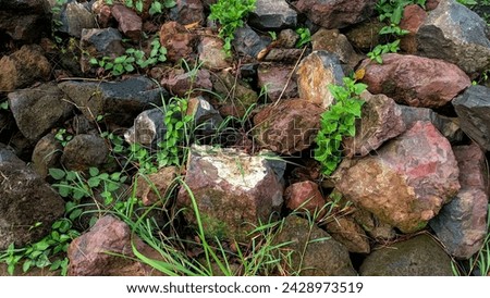 
rocks piled up and overgrown with weeds