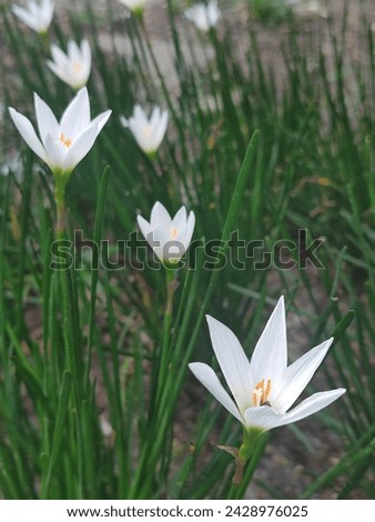 Zephyranthes candida, with common names that include autumn zephyrlily, white wildflower, white rain Lily and Peruvian swamp lily. 