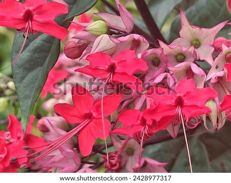 Bunga nona makan sirih or Bleeding heart Vine (Clerodendrum umbellatum) is a scandent African shrub of the family Lamiaceae, but previously placed in Verbenaceae.  Royalty-Free Stock Photo #2428977317