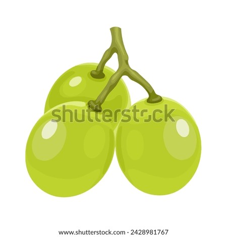 Vector illustration, muscat grapes, isolated white background. Royalty-Free Stock Photo #2428981767