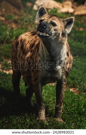 A photo of a standing hyena looking upward, taken by a professional camera(not made by ai)