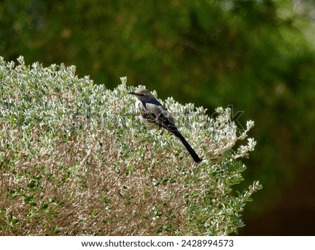 Northern Mockingbird on a bush, February morning, Las Vegas.