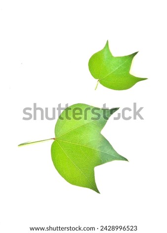 The image of green leaves against a white background is a beautiful and mesmerizing picture of nature.