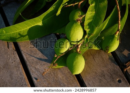 Fresh green mango fruit in a wooden background with leaves and dew drops in it, Kannimanga Kerala Mango, Pickle mango, Green Mangoes bunch, Bunch of mango 