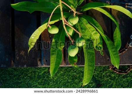 Fresh green mango fruit in a wooden background with leaves and dew drops in it, Kannimanga Kerala Mango, Pickle mango, Green Mangoes bunch, Bunch of mango 
