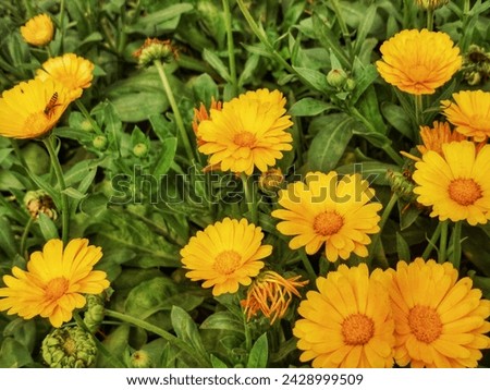 Calendula arvensis. 
Calendula arvensis is a species of flowering plant in the daisy family known by the common name field marigold.