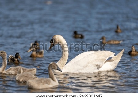 grey chicks of the white sibilant swan with grey down, young small swans with adult swans parents Royalty-Free Stock Photo #2429001647